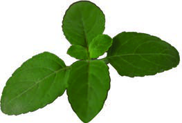 (b) Tulsi (Holy Basil)